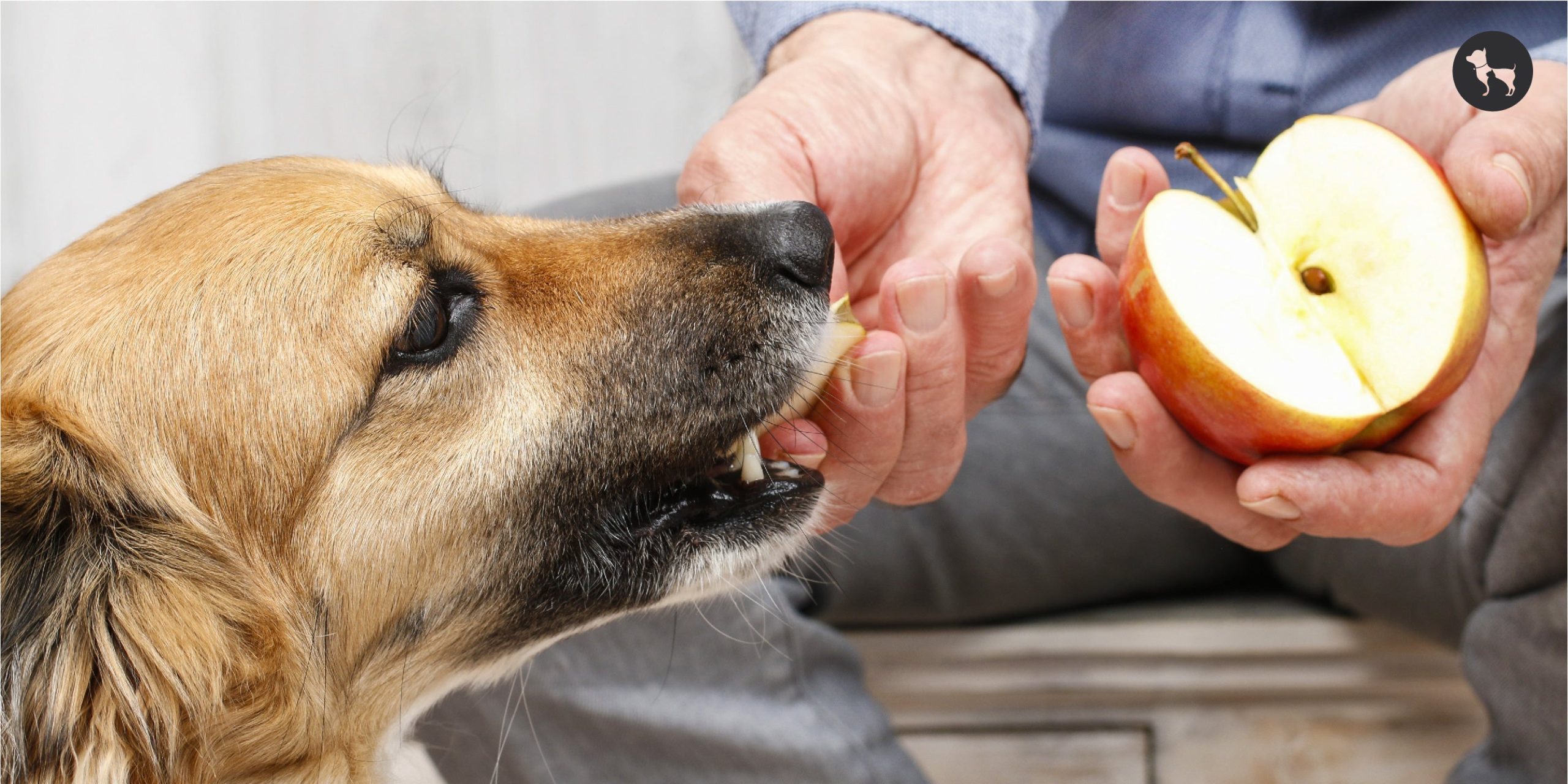 Homemade vs. Commercial Pet Food: The Debate